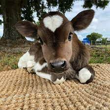 Best 30 Miniature Cattle Fun On 9gag