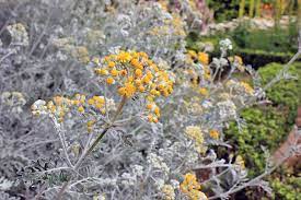 I propose to get acquainted with a selection of the shoots of the plant and the back of the leaves are covered with small silvery scales. How To Grow Dusty Miller In The Garden Gardener S Path