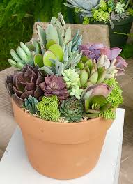 Each pot measures 3.25 inches tall by 4.5 inches wide and is paired with a saucer to catch excess water. Pin By Jeff Johnson On Succulent Arrangements I Made Succulent Arrangements Succulents Succulents Diy