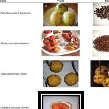 Image result for Clitandra cymulosa