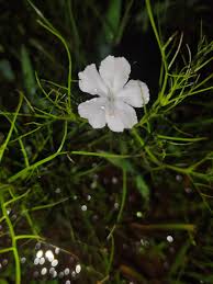 Image result for Rhamphicarpa