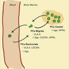 Plasma Cell Dynamics In The Bone Marrow Niche Sciencedirect
