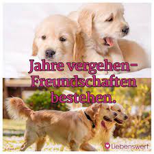 Deswegen haben wir hier die schönsten sprüche zum thema tierliebe zusammengefasst. Spruche Fur Tierliebhaber Tiere Hund Bester Freund Spruche