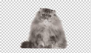 The exotics are good mouse hunters and also have a steady and. Persian Cat Cornish Rex Singapura Cat Exotic Shorthair Himalayan Cat Kitten Blue Mammal Animals Png Klipartz