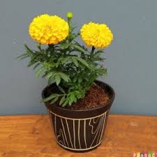 Check spelling or type a new query. Jual Tanaman Hias Marigold Bunga Kuning Import Berkualitas