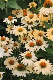 Echinacea purpurea (eastern purple coneflower, purple coneflower, hedgehog coneflower, or echinacea) is a north american species of flowering plant in the sunflower family. Seeds Bulbs Echinacea Purpurea Purple Coneflower 300 Seeds Ruby Star Perennial Seeds