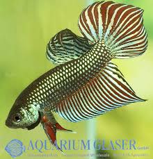 New Bettas 1 Spade Tail Aquarium Glaser Gmbh Rare Fish Betta Fish Pet