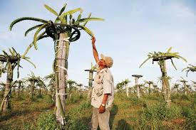 We did not find results for: Growing Dragon Fruit From Cuttings And Looking After Your Growing Plant Sustainable Lockyer Valley