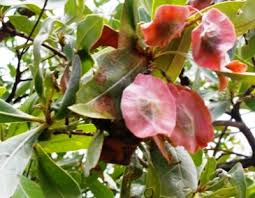 Image result for Terminalia sericea
