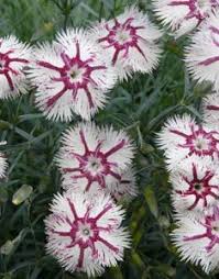 Pin Von Momente Auf Bauerngarten Mit Tradition Nelken Pflanzen Blumen