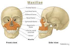 Maxilla – Location, Functions, Anatomy, & Diagram