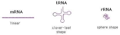 What Are The Differences Between Mrna Trna And Rrna Quora