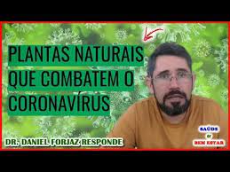 4 plantas naturais para turbinar a sua imunidade saiba como prepara las dr daniel forjaz youtube imunidade e book dicas de saude