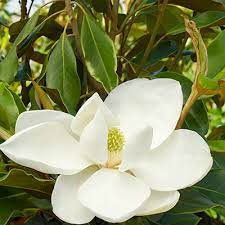 Maybe you would like to learn more about one of these? 18 Beautiful Deer Resistant Shrubs