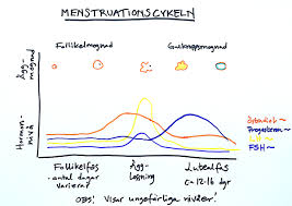 Hormoner stammer fra gresk og betyr å sette i gang. Menstruationscykeln Och Hormonnivaer I Blodet I Medisera