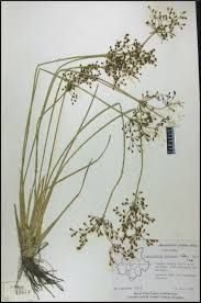 Image result for Fimbristylis quinquangularis