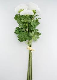 Image result for Ranunculus stagnalis