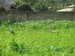 Image result for Sporobolus mildbraedii