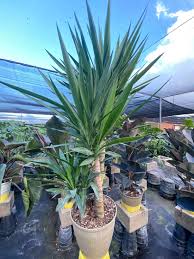 Image result for Yucca gigantea