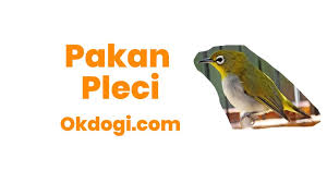 Simulasi lomba burung pleci terapi untuk melatih mental pleci. Okdogi Anjing Kucing Hewan Peliharaan Binatang Buas