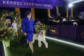 On sunday, wasabi the pekingese won it all at the 2021 westminster dog show at lyndhurst in tarrytown, n.y., while bourbon the whippet took wasabi is no stranger to the spotlight. Rwffoafnpofoxm