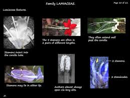 Image result for Lamiaceae
