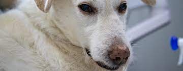Is Borax Safe For Dogs Pestpolicy