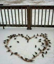 Bird Seed In Shape Of A Heart Heart In Nature Bird Seed Beautiful Birds