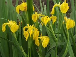 Mawaddah kenoya yusrika shofi ambarwati sma tanaman jahe sangat baik tumbuh dan berkembang di indonesia. Daftar Tanaman Obat Lengkap Beserta Gambar Dan Khasiatnya Bibitbunga Com