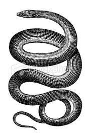 Old Engraving Of A Snake Isolated On White Scanned At 600 Dpi With Snake Images Engraving Illustration Snake