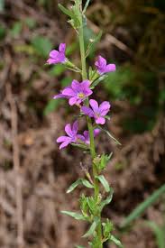 Image result for Rotala gossweileri