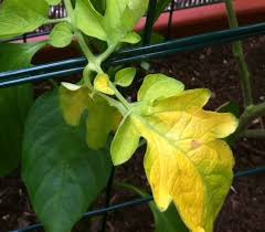 Why Are My Tomato Leaves Turning Yellow Blog Growjoy Plant Leaves Turning Yellow Growing Tomato Plants Plant Leaves Turning