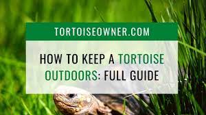 How To Keep A Tortoise Outdoors Full Guide Tortoise Owner