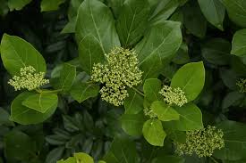 Image result for Premna serratifolia