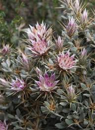 Image result for Macledium zeyheri