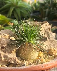 Image result for Ornithogalum seineri