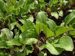 Check spelling or type a new query. Beet And Chard Growing Problems And Solutions