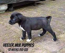 They are a famous breeder of akc registered labrador retrievers. Middleton Wi Labrador Retriever Meet Lab Heeler Mix Pups A Pet For Adoption