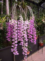 Orquidea Colgante 9 Dendrobium Orchids Growing Orchids Beautiful Orchids