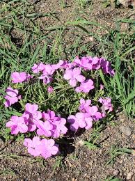 Image result for Cycnium