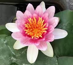 Image result for Nymphaea divaricata