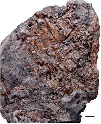 Find lighting installation on theanswerhub.com. Reassessment Of Historic Microsaurs From Joggins Nova Scotia Reveals Hidden Diversity In The Earliest Amniote Ecosystem Mann 2020 Papers In Palaeontology Wiley Online Library