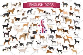 linear dogs collection english dogs designer dogs breeds dog breeds