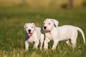 Listenhunde Welche Hunderassen Stehen Auf Der Liste
