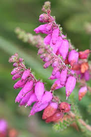 Image result for Erica kingaensis