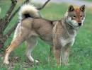 Shikoku Dog - Home