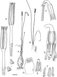 Image result for Litanthus pusillus