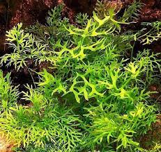 Image result for Ceratopteris thalictroides