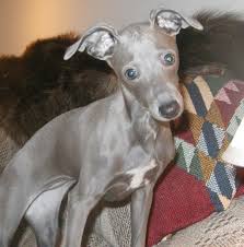 Layne's italian greyhounds is located in west central florida breeding quality italian greyhound puppies. Is An Italian Greyhound The Right Dog For You Pethelpful