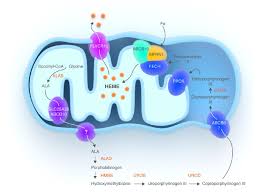 Image result for Heme